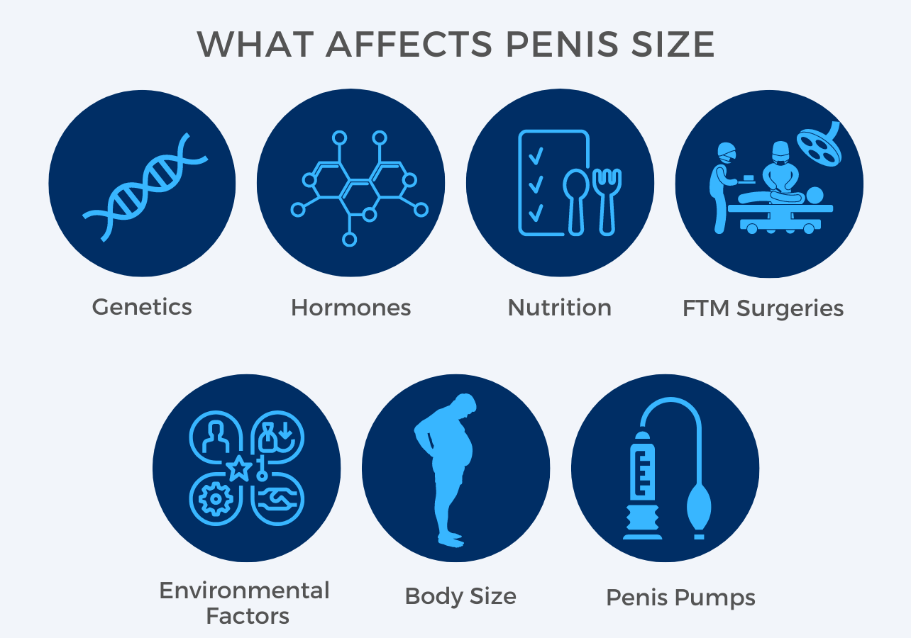 What Affects Penis Size