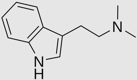 DMT microdosis veneno de sapo BUFO