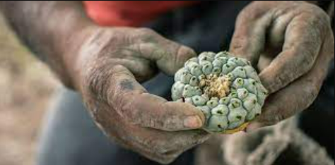 Mescalina peyote microdosis