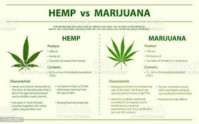 Hemp vs marihuana