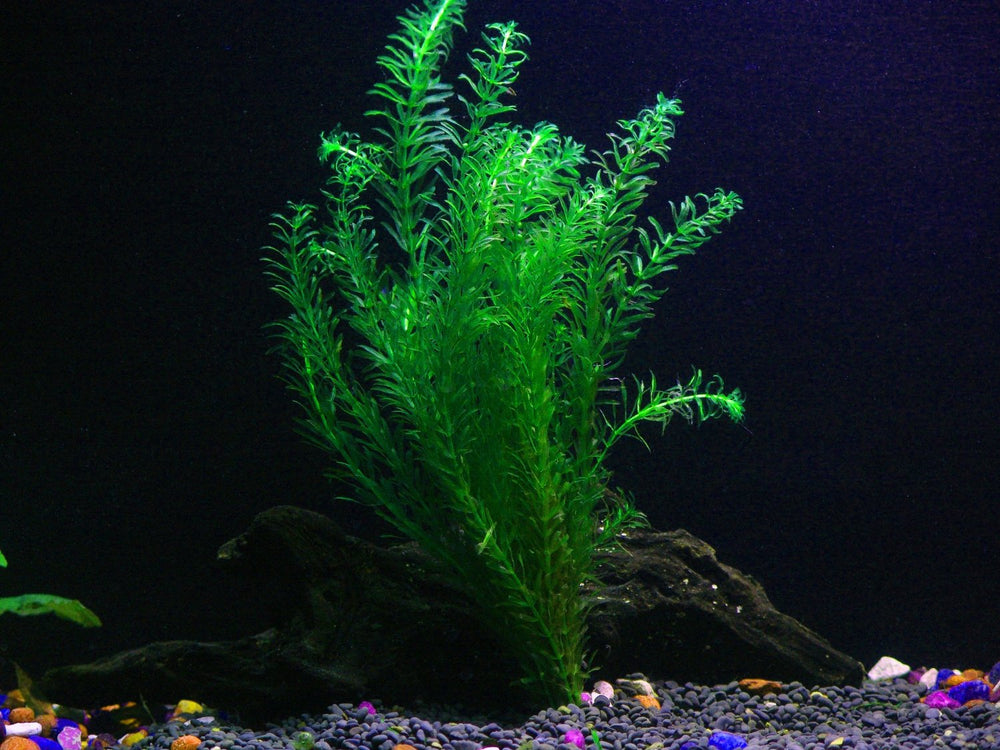 Trublu supply Hornwort Ceratophyllum Live Aquarium Plant Planted Tank  Beginner - Buy 2 Get 1, TruBlu Supply