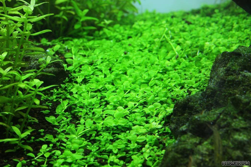 Monte Carlo (Micranthemum) - Easy Carpet Aquarium Plant - Aquarium Plants for Sale – aquariumplants.club