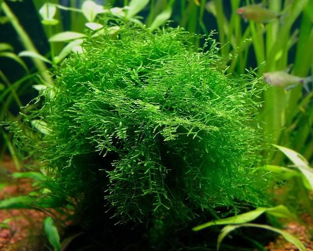 Java Moss on 2 x 4 mat – Foreground Carpet Aquarium Plant