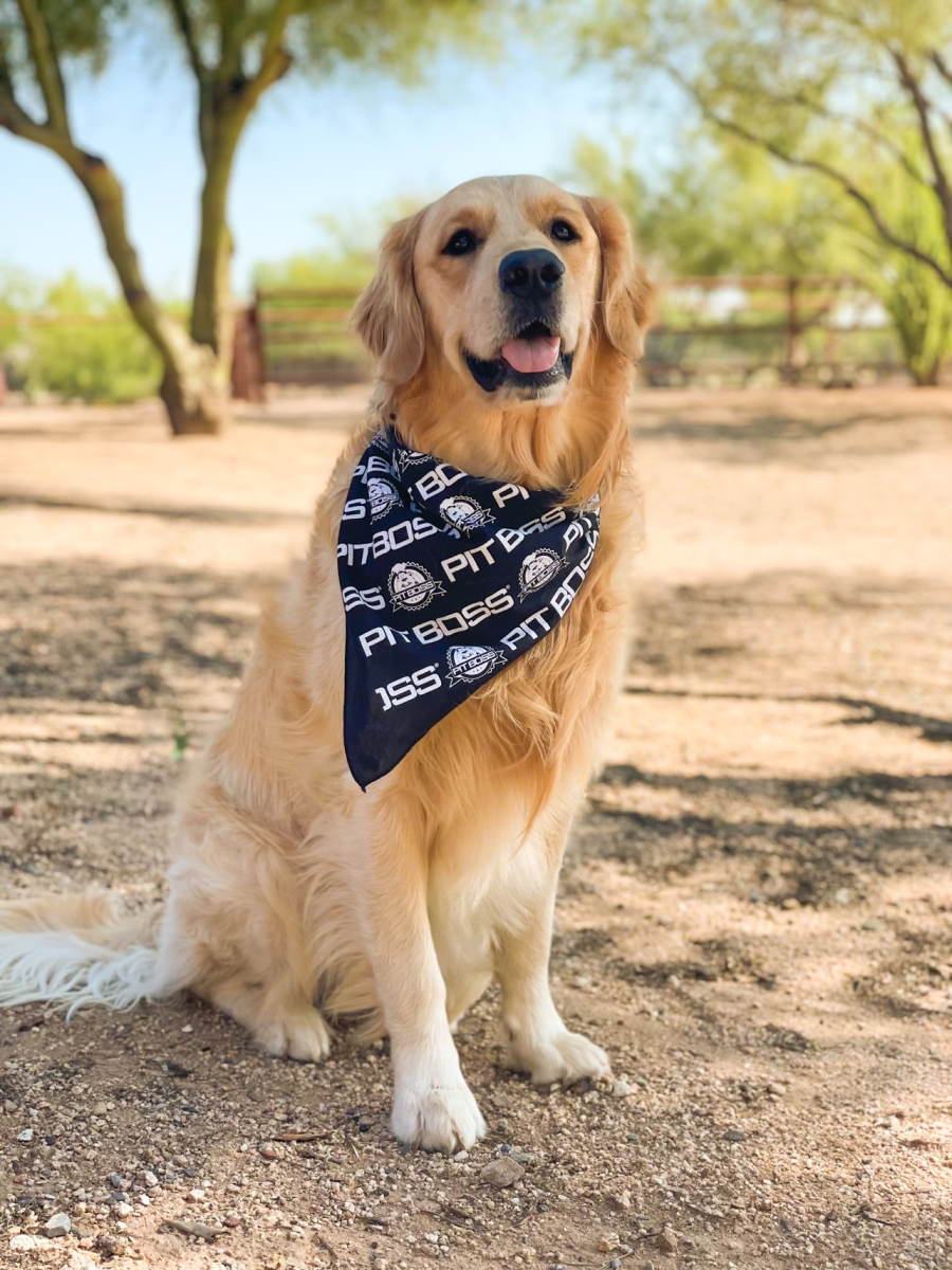 : Pets First NFL Pittsburgh Steelers TIE Bandana, Small/Medium.  Dog Bandana Scarf Bib for Pet Cat Dog. The Ultimate Game-Day, Party Bandana  (PIT-3550-S-M) Team Color : Pet Supplies