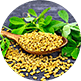 Fenugreek