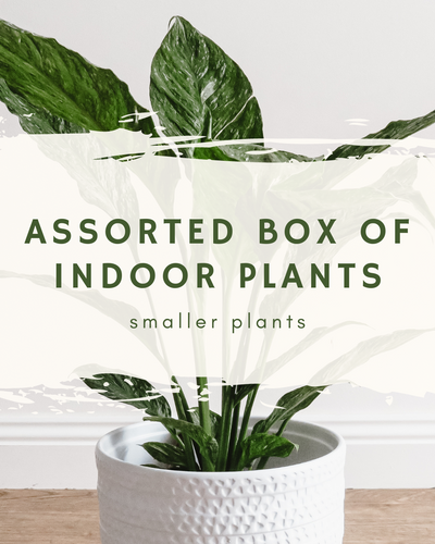 Mystery House Plant Box