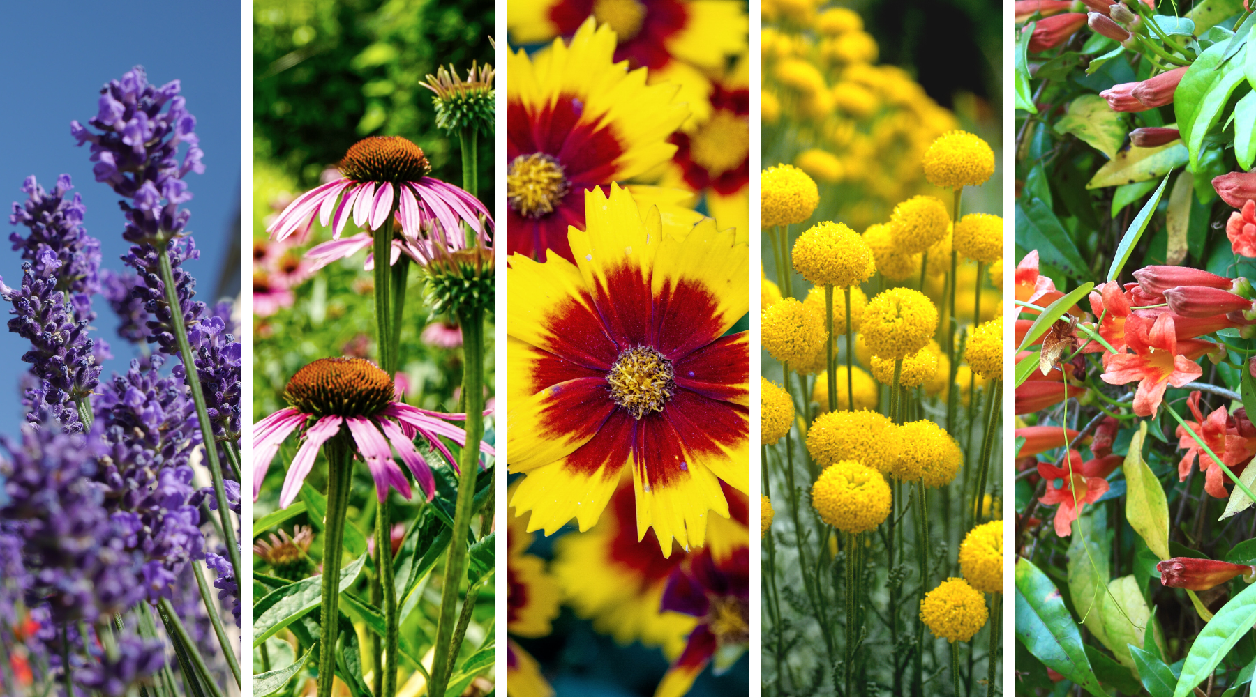 Collage of five flowers: Lavender, Echinacea, Coreopsis, Santolina, and Crossvine