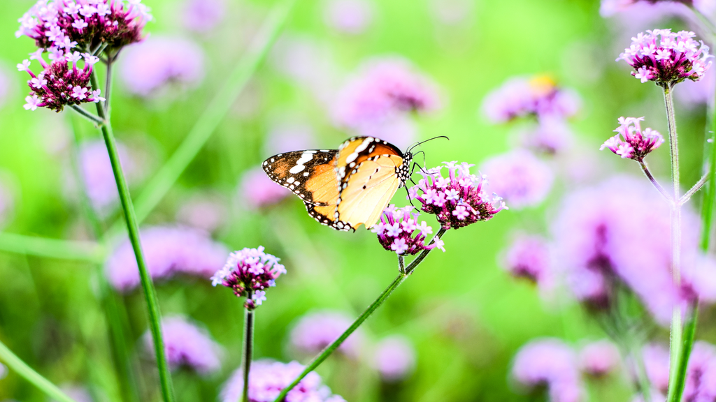 A butterfly perches delicately on a cluster of purple wildflowers, Verbena, with a vibrant green background accentuating the natural beauty of the scene.