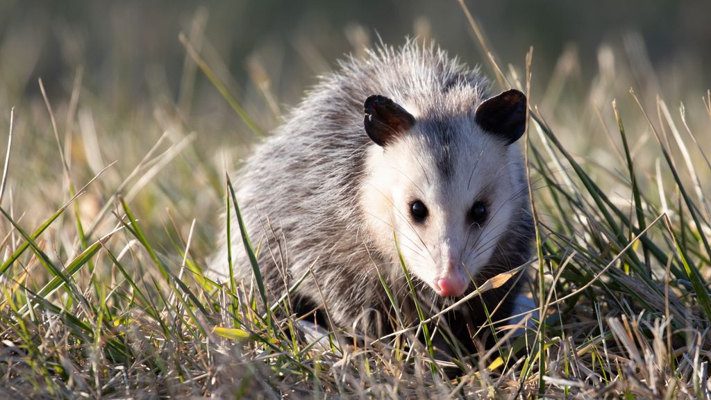 Opossum foraging in grass, a natural example of what do opossums eat in the wild.