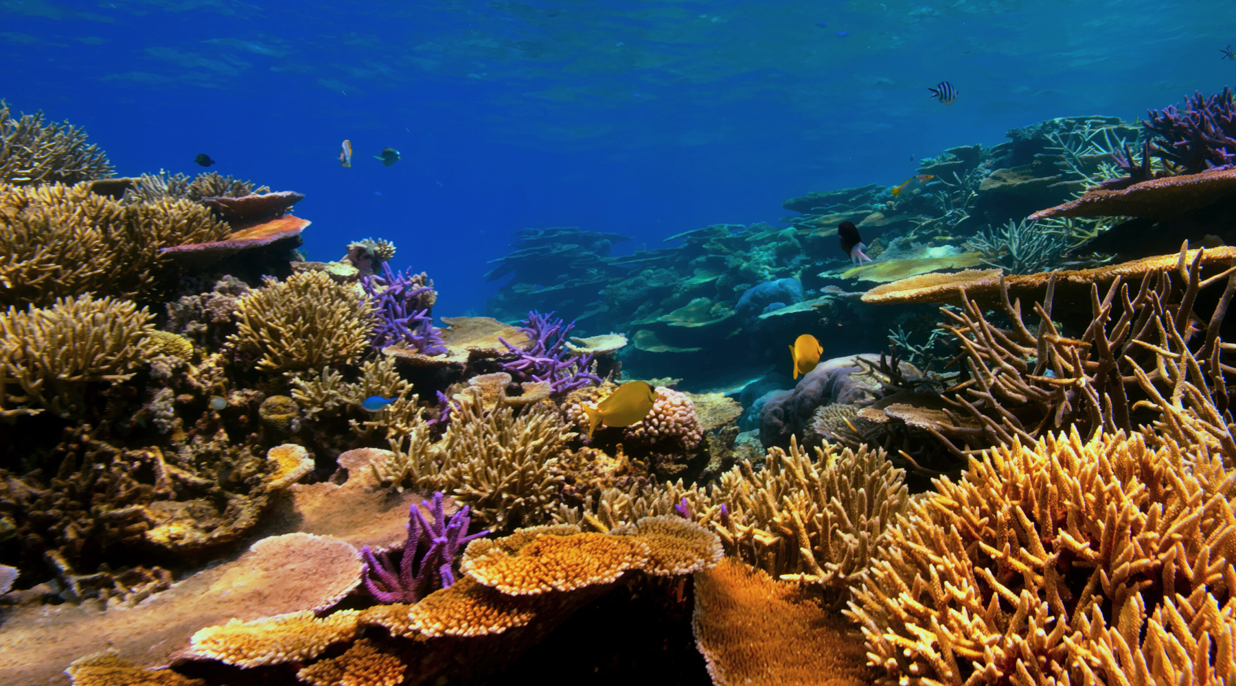 Coral reef with bright colored coral 