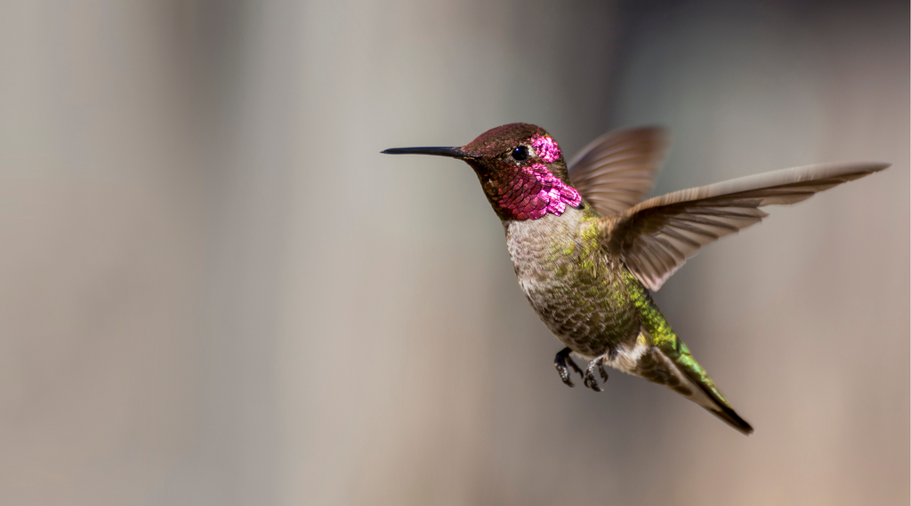 Vibrant hummingbird with iridescent pink and green feathers in mid-flight, illustrating the topic 'Where do hummingbirds go at night?'