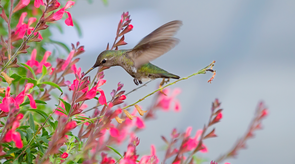 Hummingbird hovering near pink flowers, showcasing its vibrant colors and delicate wings, highlighting the topic 'Where do hummingbirds go at night?'