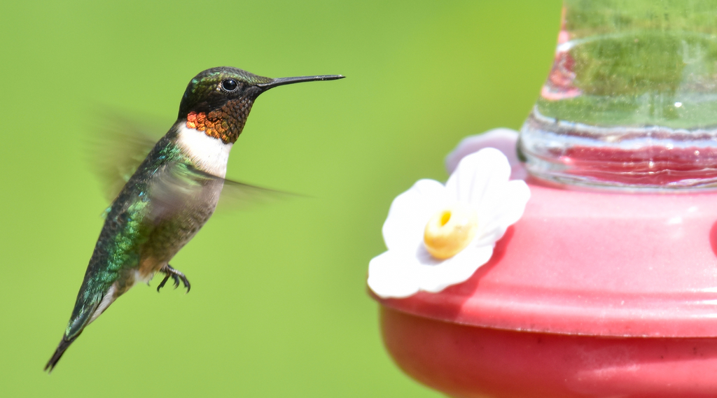 Ruby-throated hummingbird approaching a red nectar feeder with white flowers.