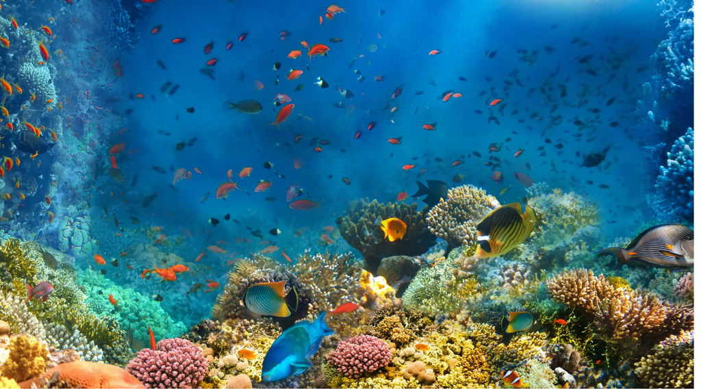 Colorful coral reef teeming with diverse fish species, illustrating what animals coral reefs support in a thriving underwater ecosystem.