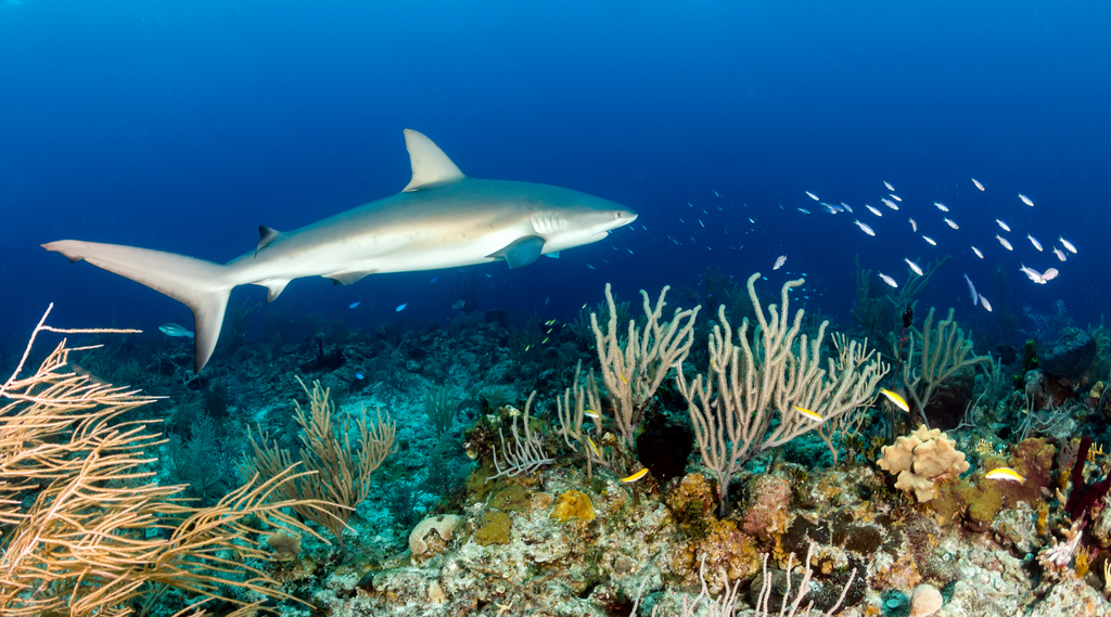 Reef shark swimming among coral reefs, demonstrating what animals coral reefs support, including both predators and vibrant marine life