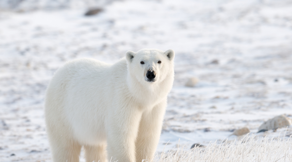 Polar bear standing on snowy terrain, prompting the question: Do polar bears hibernate?