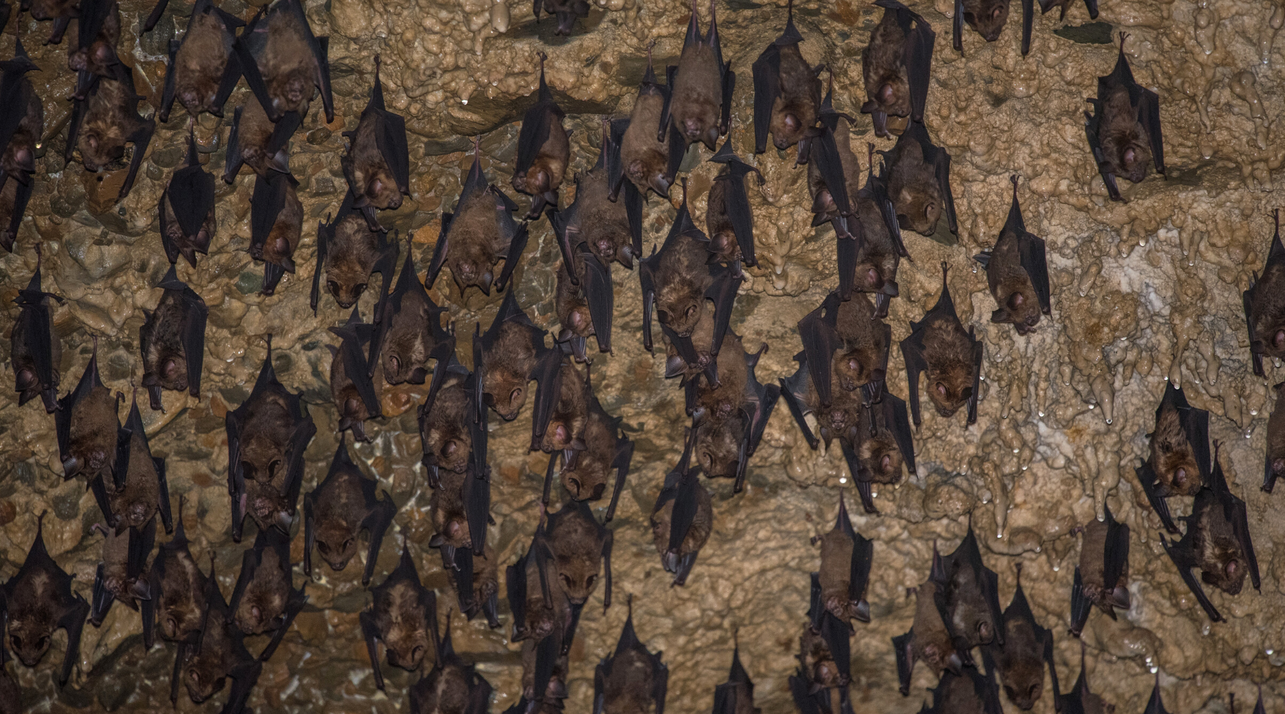 several bats hanging in a dark a cave