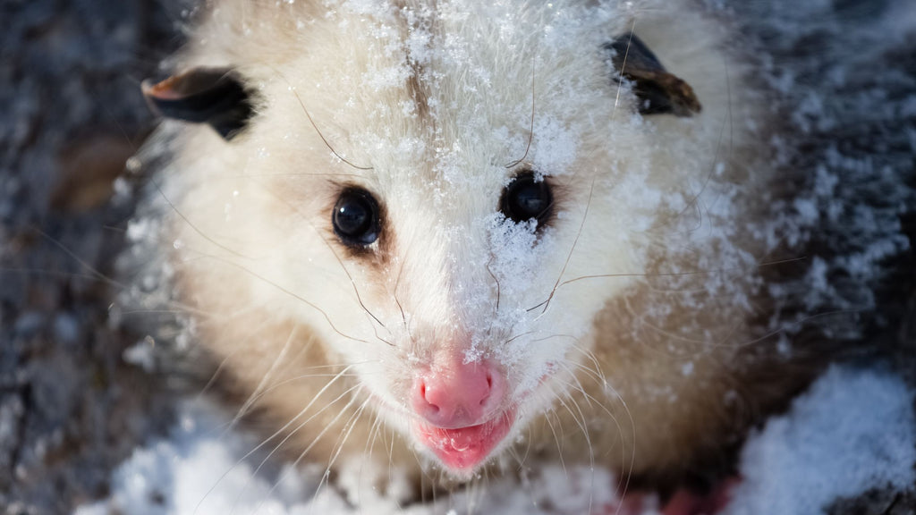 Opossums in Winter: Uncovering Their Unique Survival Tactics