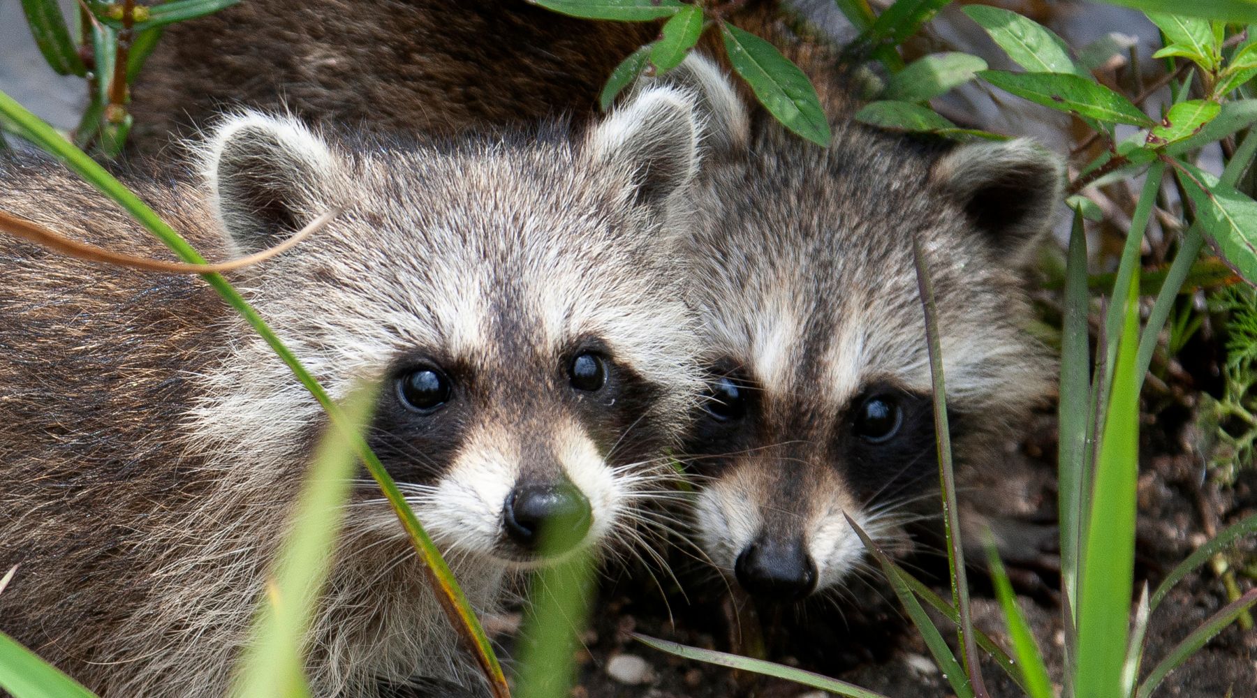 2 Raccoons