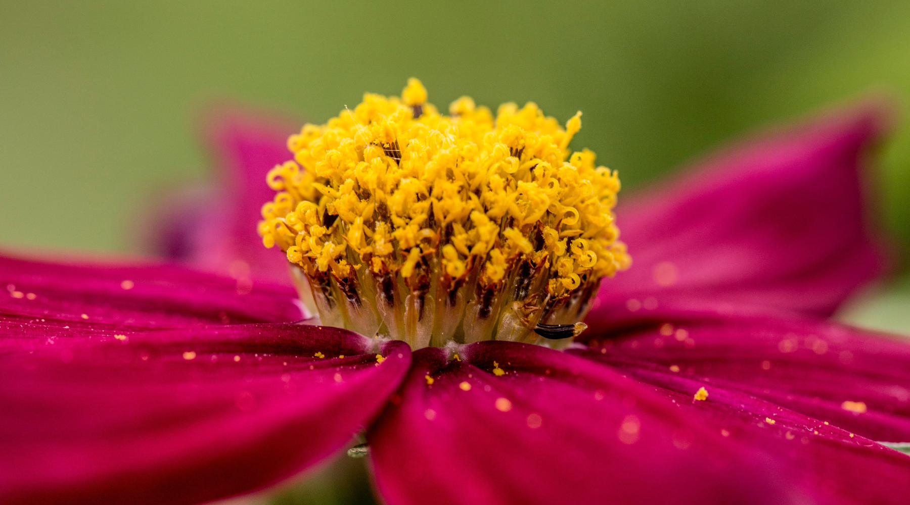 Close-up of pink and yellow flower with pollen on petals 