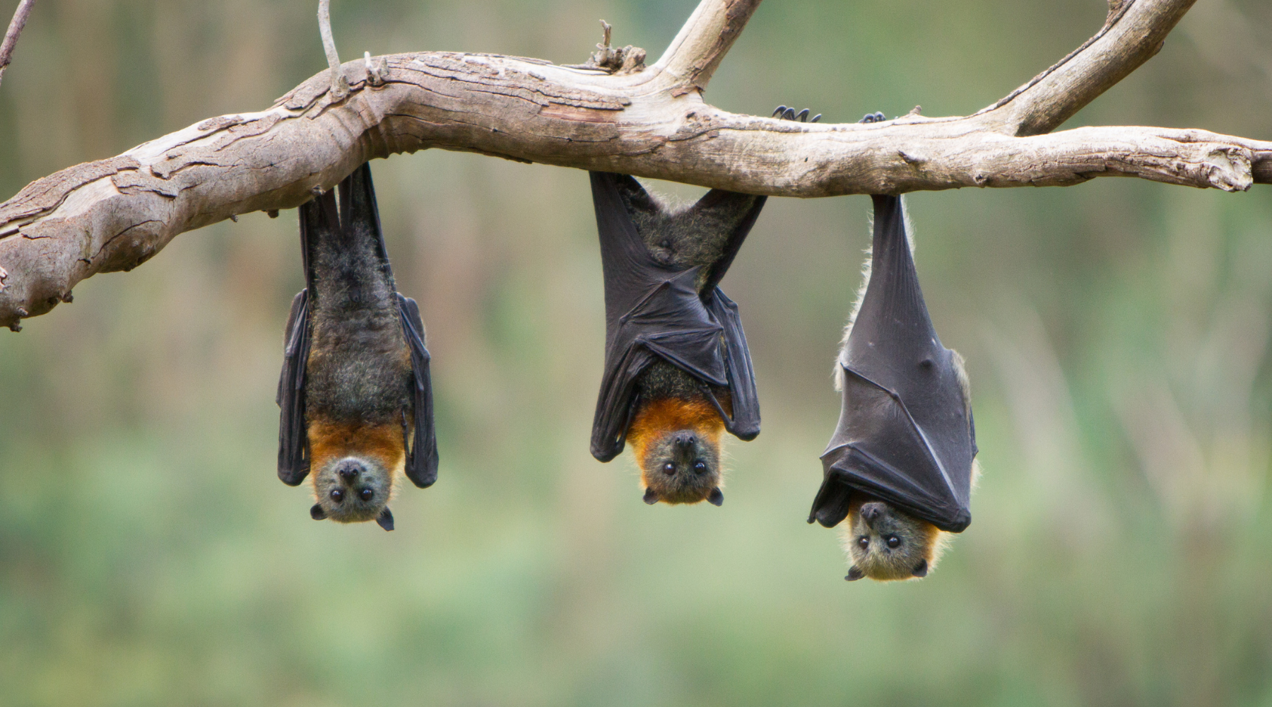 Three bats hanging from a branch in a forest