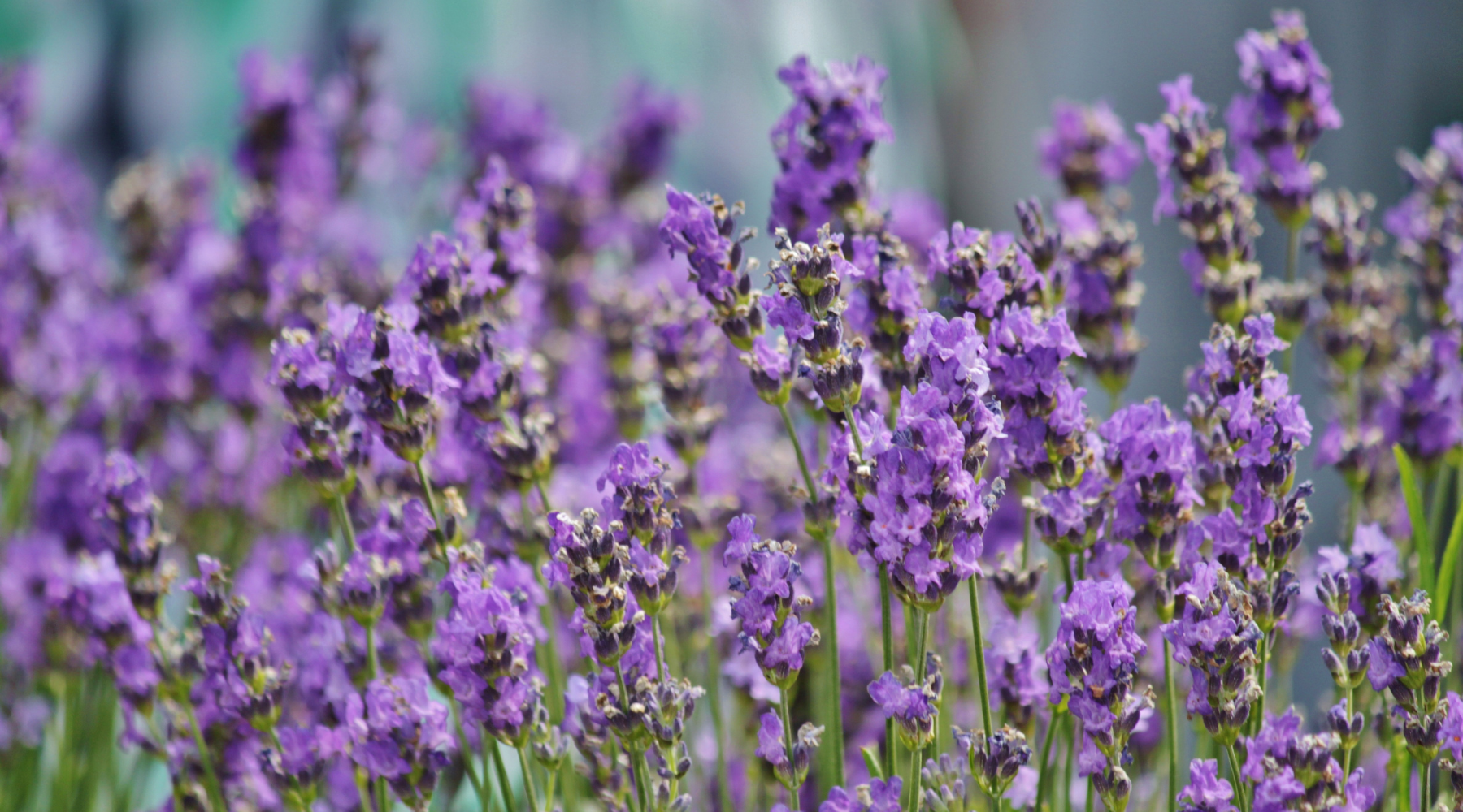 Field of Lavender flowers 