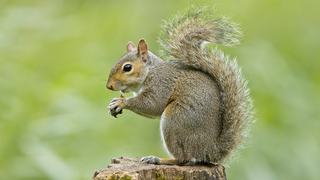 Western grey squirrel enjoying a snack on a stump in natural habitat