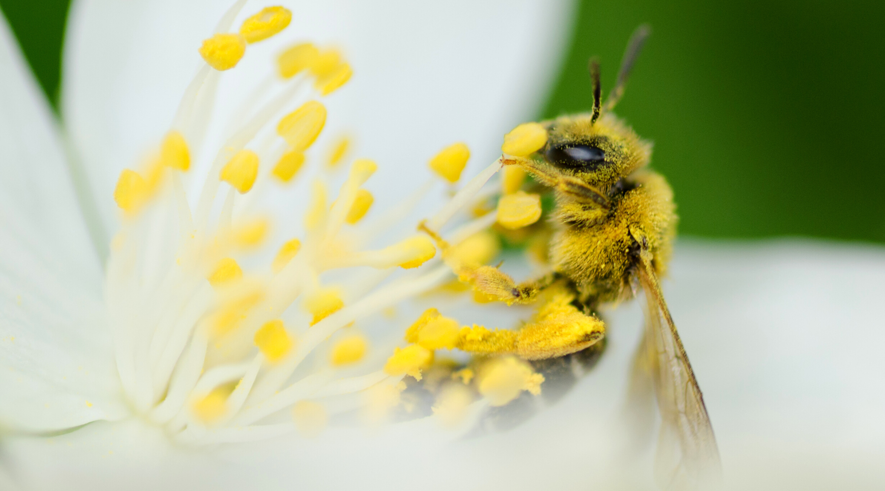 Close-Up of a bee covered with pollen on a flower