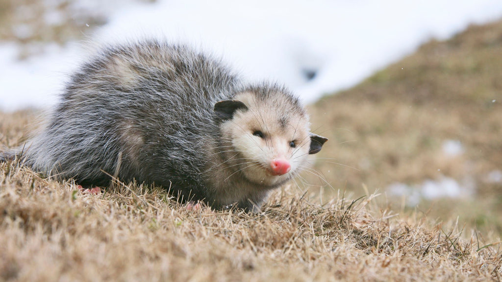 Opossum in a winter setting - Do Opossums Hibernate?