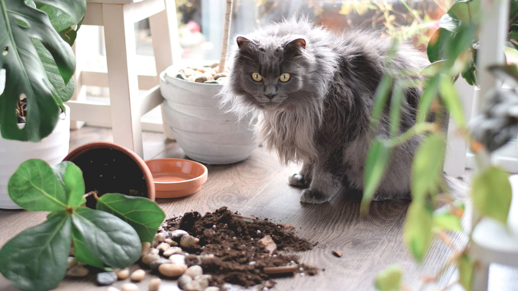 Keeping your cat safe - houseplants not toxic to cats