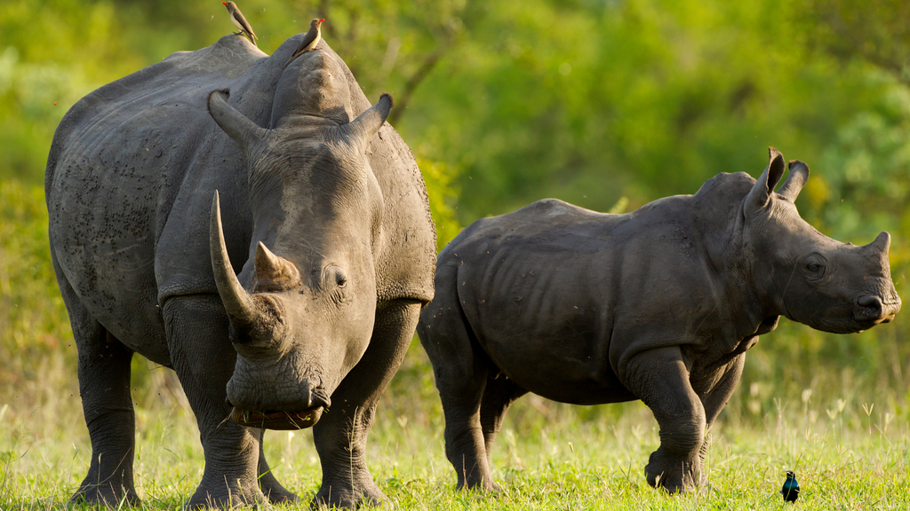 Endangered Black Rhinoceros mother and calf in natural habitat, representing how to help endangered species.