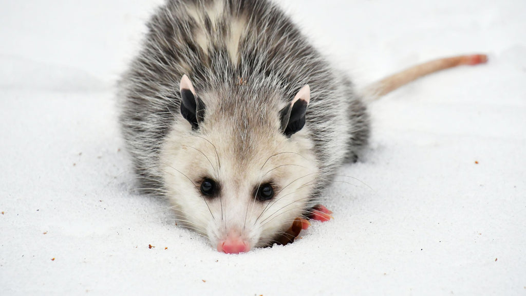 Close-up of an opossum in winter showcasing its thick coat and bare tail.
