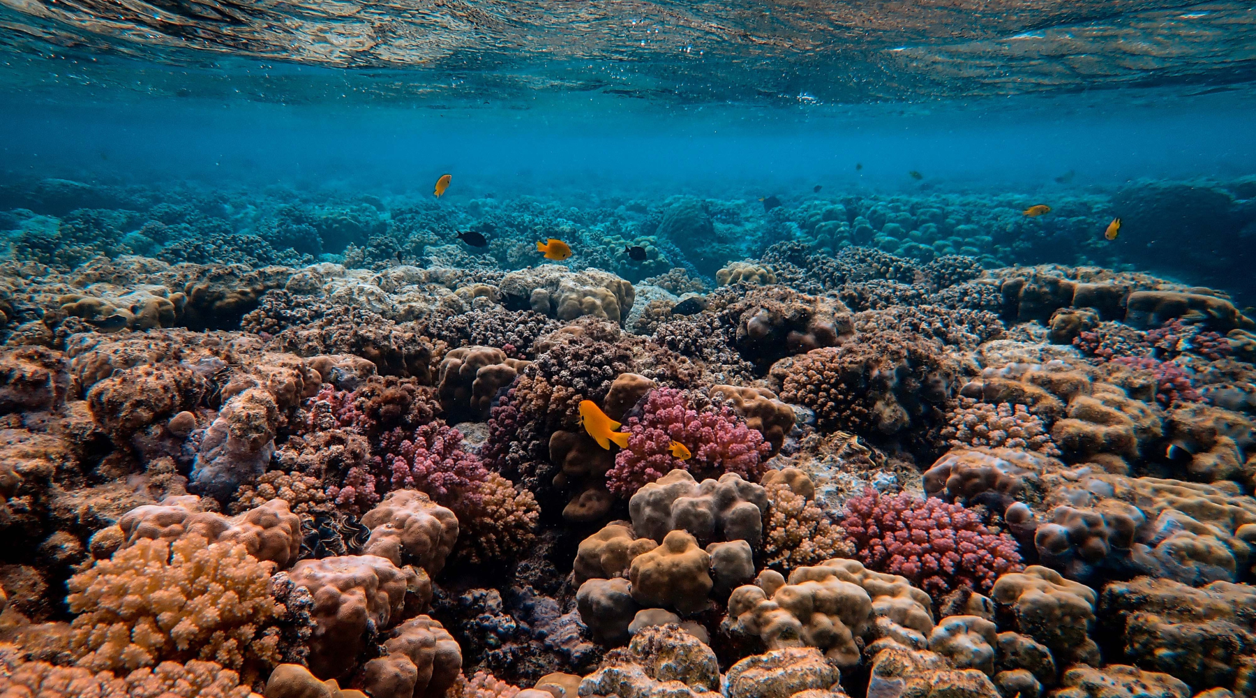 Coral Reef with swimming fish 