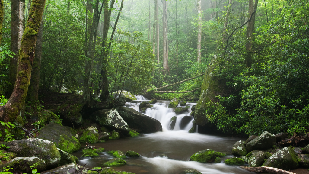Misty river flowing through a lush forest in the Smoky Mountains, highlighting the serene beauty and peaceful activities available.