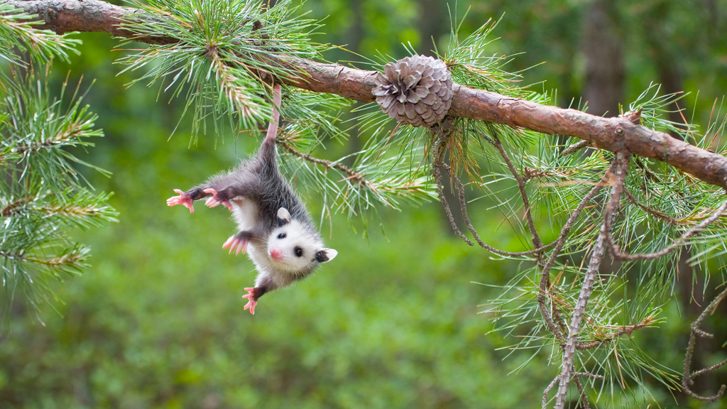 A curious opossum hanging upside down on a pine branch, showcasing the non-dangerous, playful side of these misunderstood marsupials.