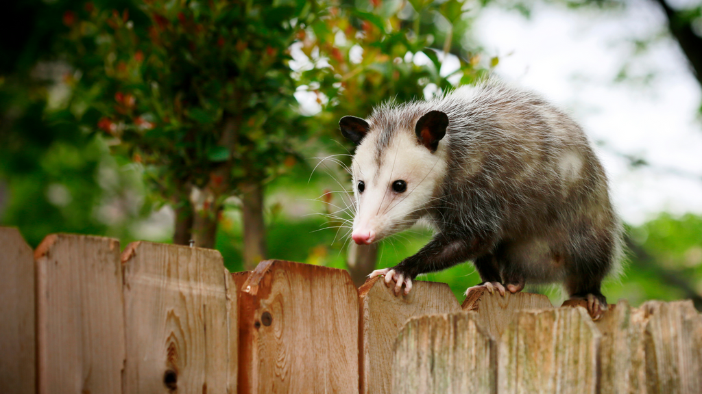 An inquisitive opossum balancing on a fence, exemplifying the harmless nature of opossums and challenging the notion that opossums are dangerous