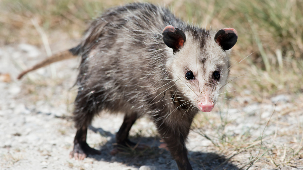 A curious opossum in the wild, appearing non-threatening and debunking the myth that opossums are dangerous to humans