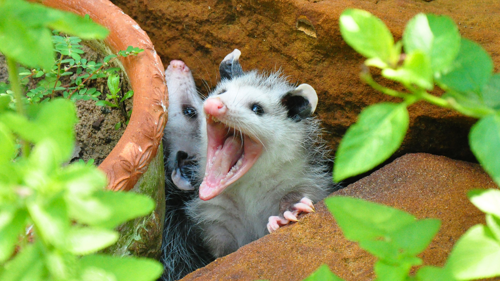 Two playful opossums peeking out from a garden pot one with it's mouth open displaying it's many teeth