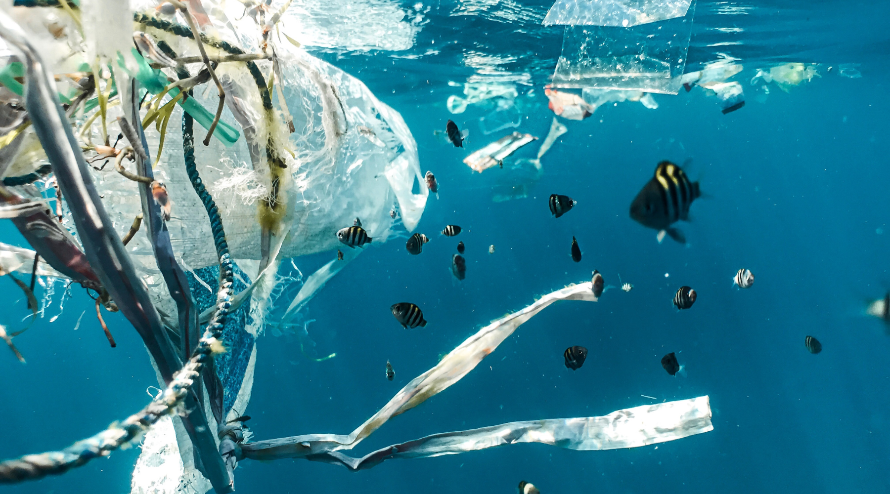 Ocean pollution with plastics floating in the water as fish swim around 