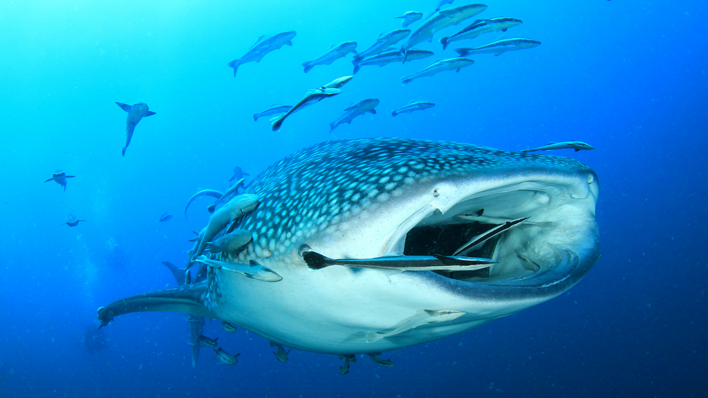 Whale shark feeding on plankton, illustrating the diverse diet of what sharks eat in the marine ecosystem