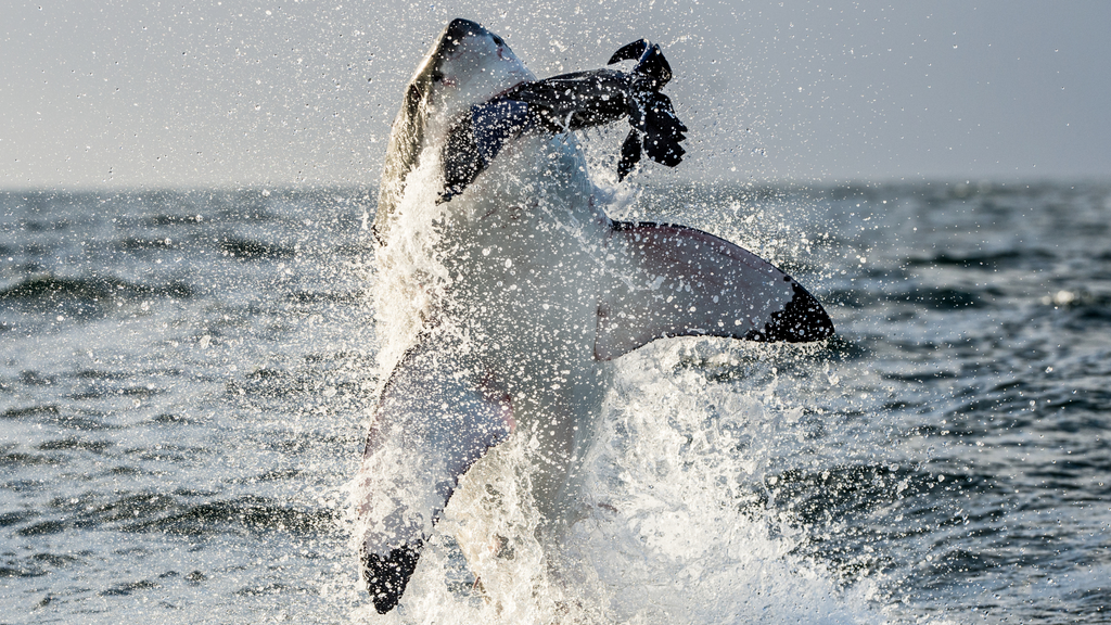 Great white shark leaping from water, showcasing the predatory power in action related to what sharks eat.