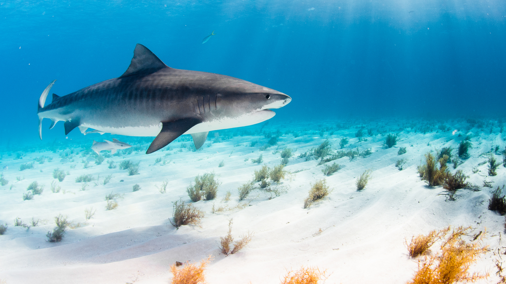 Tiger shark gliding over seabed in clear waters, a glimpse into the natural diet of what sharks eat.