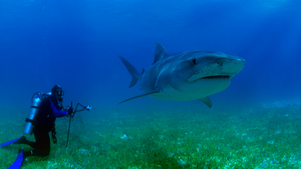A diver observing a large shark in its natural habitat.