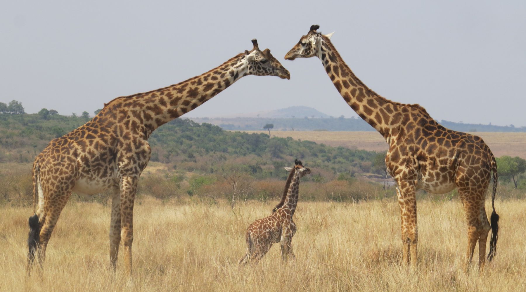 Baby and adult giraffes