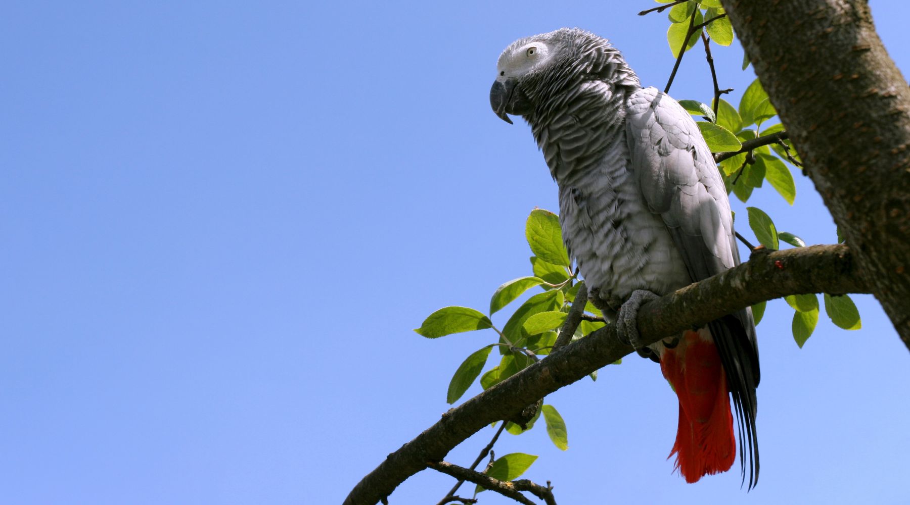 African Grey Parrot