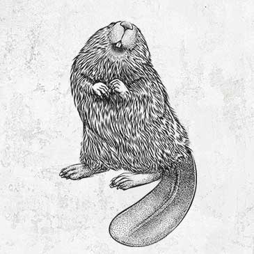 North American Beaver - Castor canadensis drawing