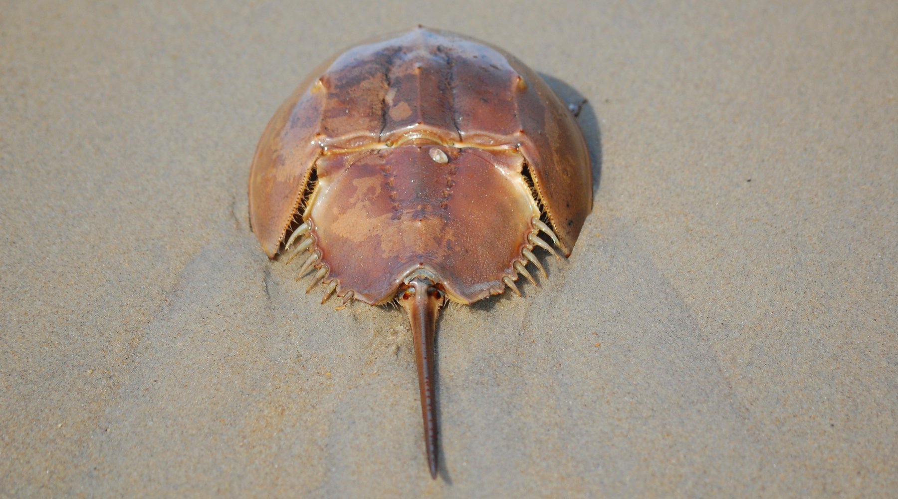 Atlantic Horseshoe Crab on sand
