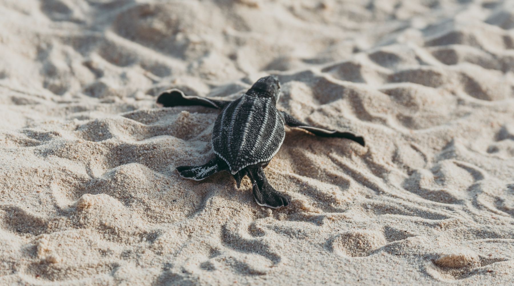 Baby Leatherback Turtle