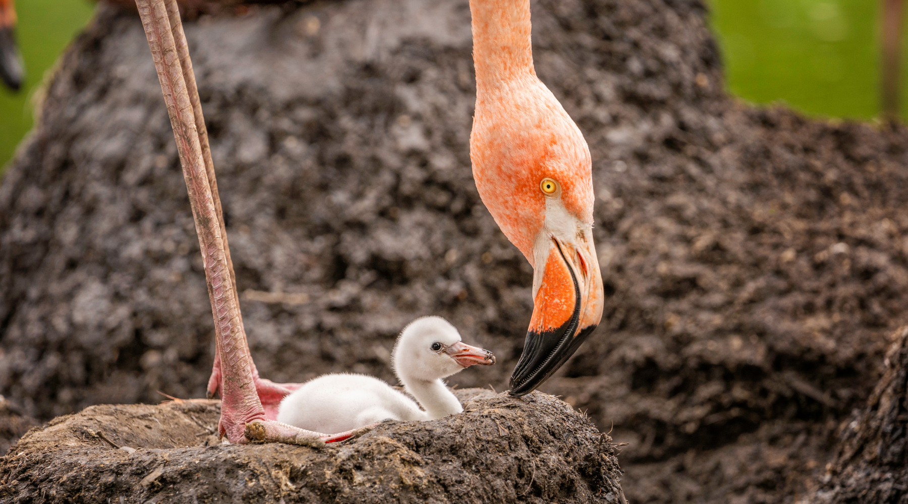 Baby and adult flamingo