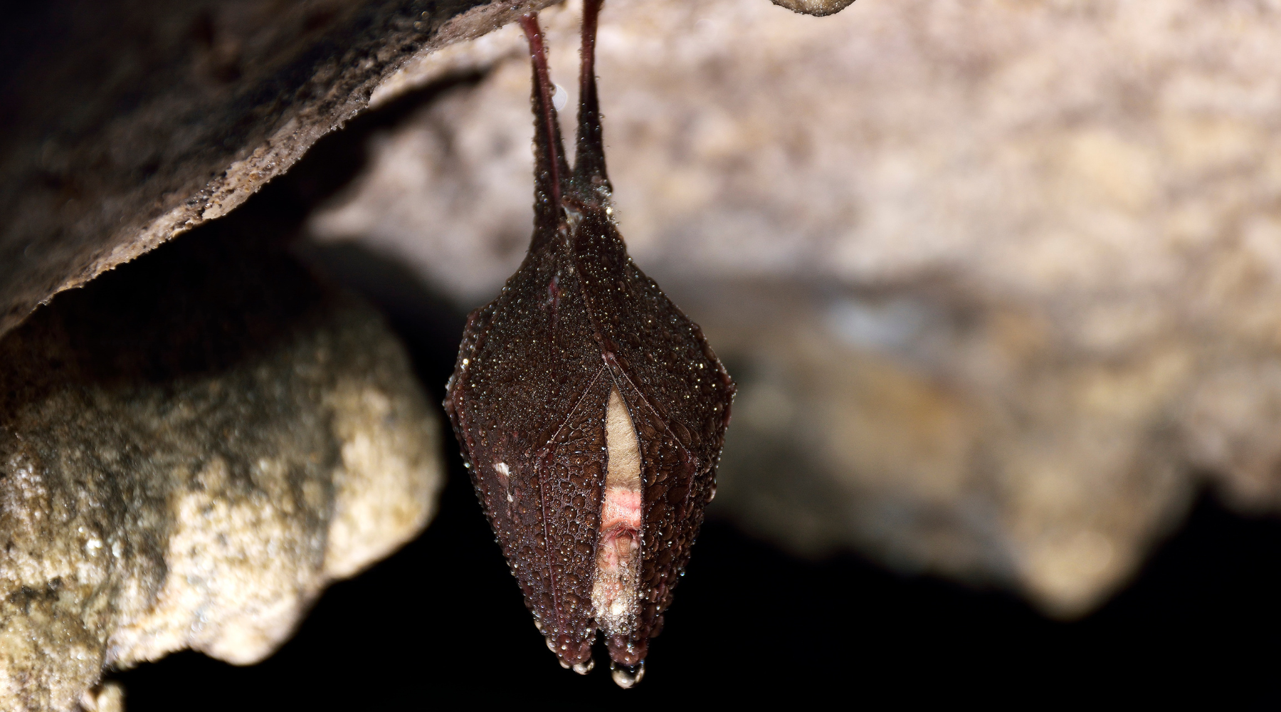 Bat hibernating